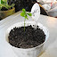 Citrus reticulata - Mandarin Orange - 'Clementine'