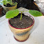 Pilea involucrata, Friendship Plant