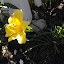 Hemerocallis - Daylily 'Stella D'Oro'