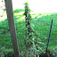 Eupatorium perfoliatum - Boneset