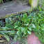 Plantago major - Broad-leaf Plantain