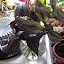 Strobilanthes dyerianus - Persian Shield