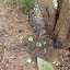 Asarum canadense - Hardy Wild Ginger