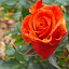 Rose (Hybrid Tea Rose) 'Remember Me'