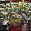 Schlumbergera truncata - Dad's Thanksgiving Cactus 