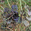 Ajuga reptans - Carpetbugle - 'Black Scallop'