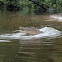Saltwater or estuarine crocodile