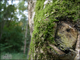 herfst_wandeling03.jpg