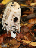 herfst_wandeling04.jpg