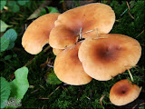 herfst_wandeling06.jpg