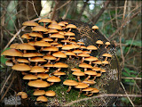 herfst_wandeling12.jpg