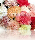 carnations