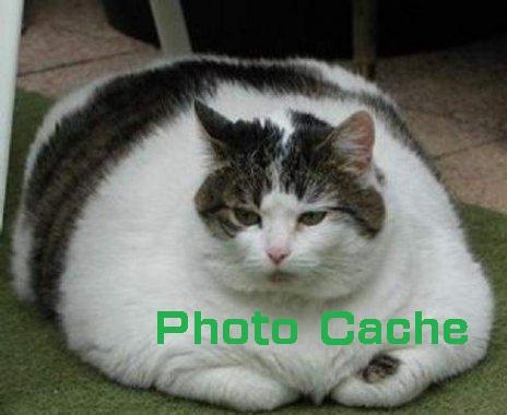 [fat-cat[7].jpg]