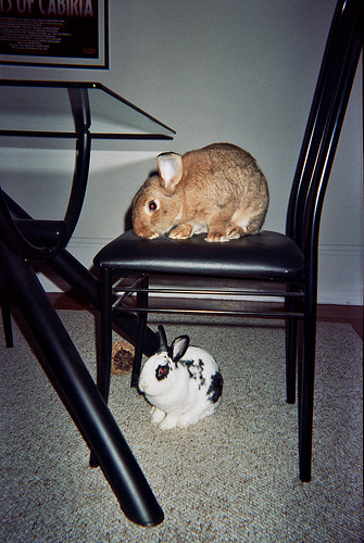 bunnies