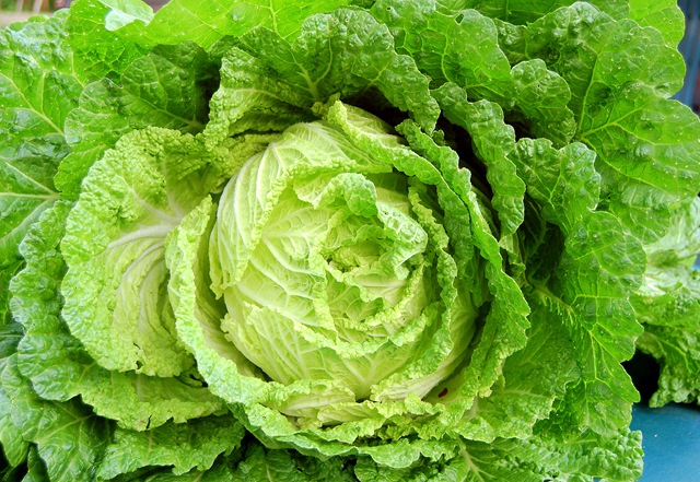 [lettuce[5].jpg]