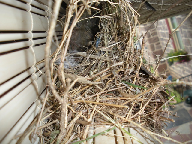 [bird nest 002[4].jpg]
