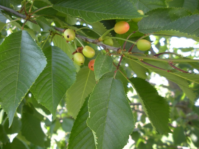 [fruit trees 011[3].jpg]