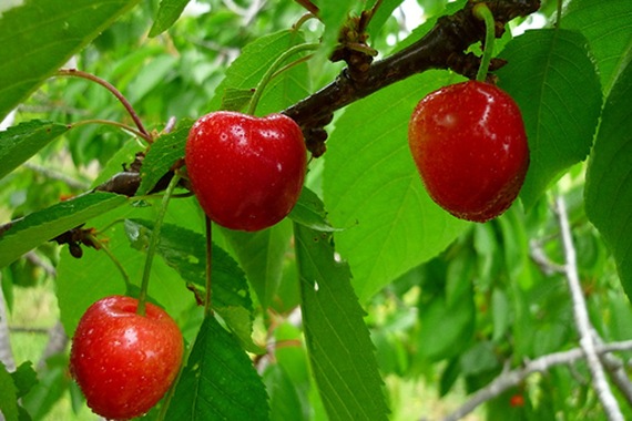 cerezas_gota_acido_urico_calafellvalo_flickr