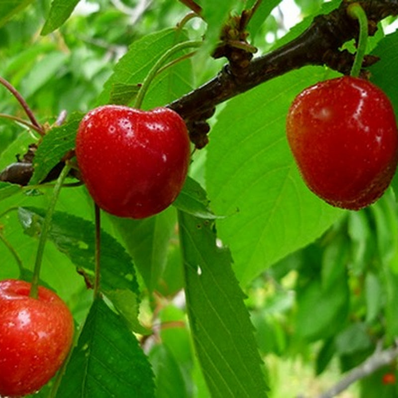 Cerezas y ácido úrico