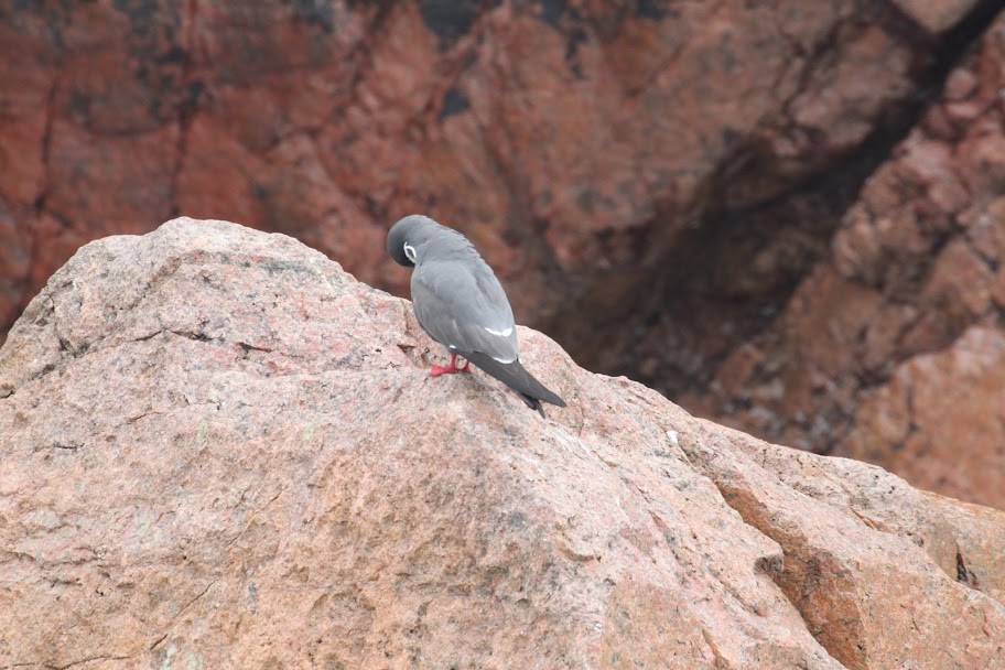 Галопом по перуанским Андам