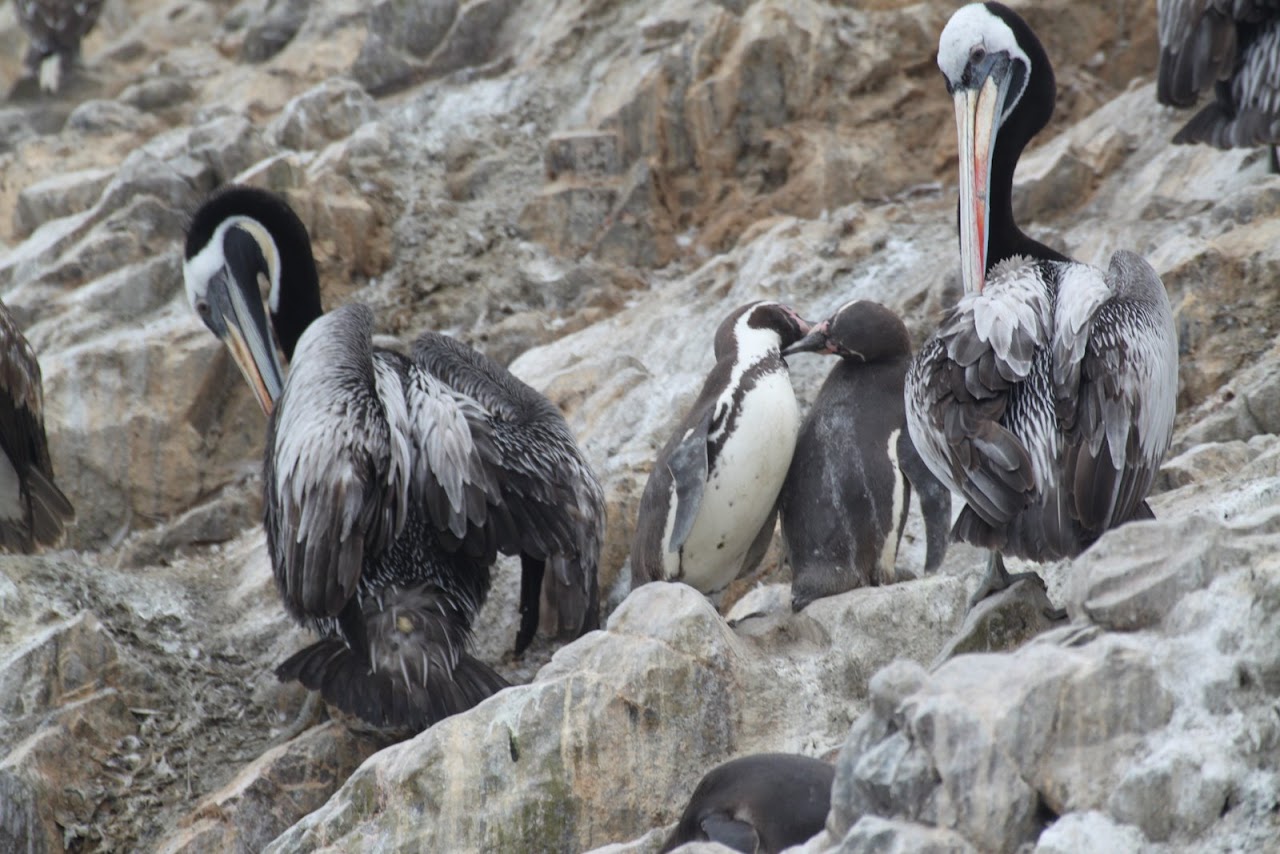 Галопом по перуанским Андам