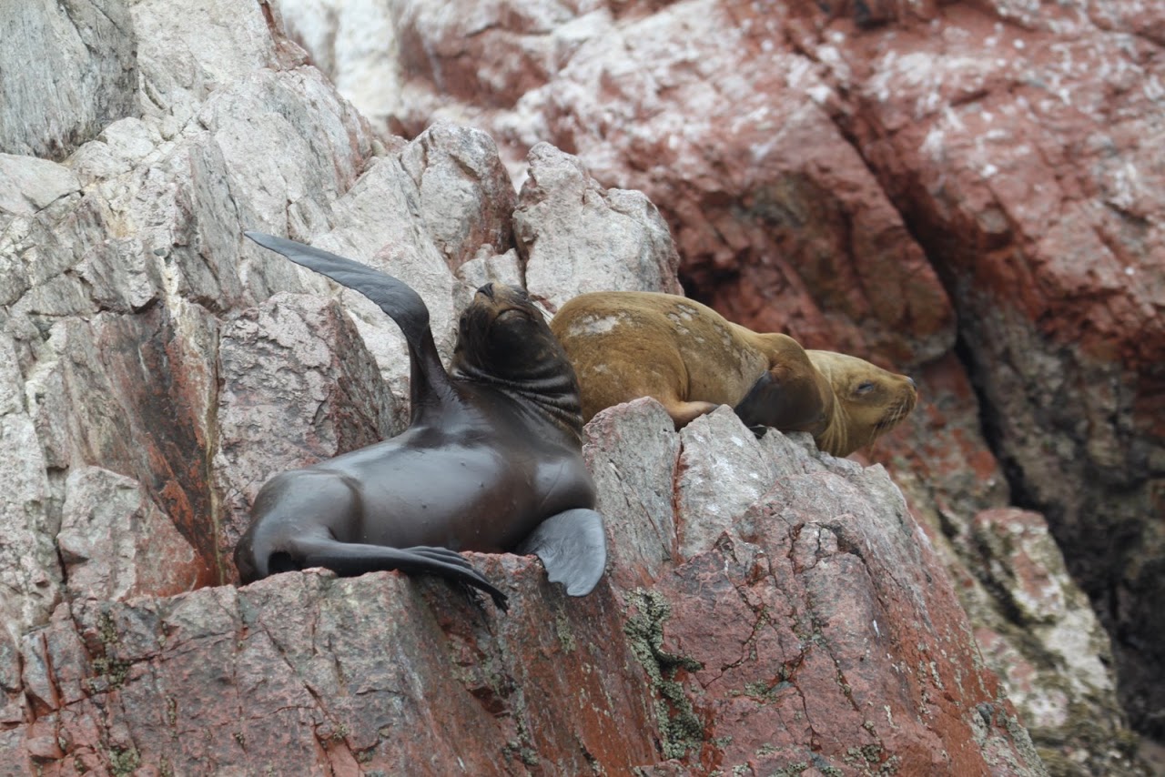 Галопом по перуанским Андам