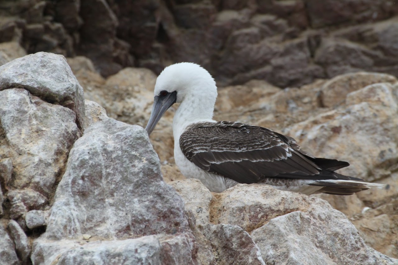 Галопом по перуанским Андам