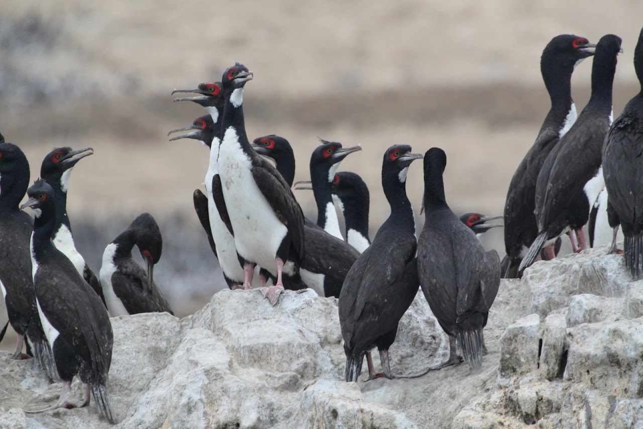 Галопом по перуанским Андам