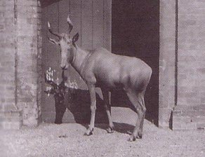 Bubal Hartebeest