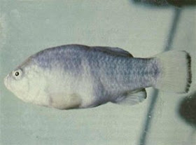 Tecopa Pupfish