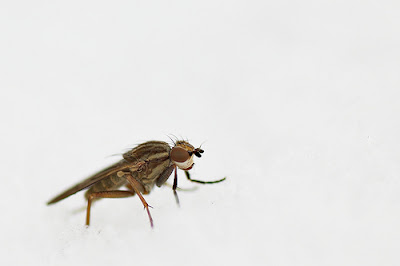 fly standing on snow