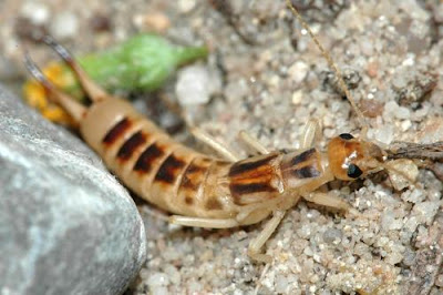 earwig in sand