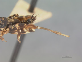 Ellipes minutus hindwings
