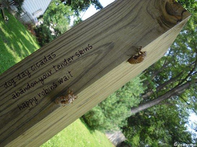 dog day cicadas, abandon your tender skins, happy robins await
