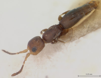 Microceraphron wasp specimen