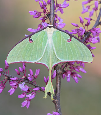 luna moth hanging from a redbud branch