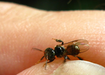 stingless bee in my hand