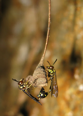 dangling wasp nest