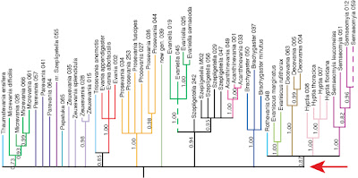 evaniid phylogeny largely unresolved