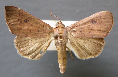 Alabama argillacea moth dorsal habitus