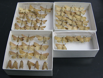 entire NCSU Alabama argillacea moth collection