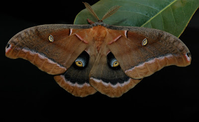 adult polyphemus moth
