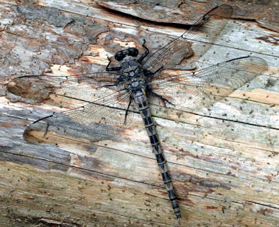 grey petaltail dragonfly