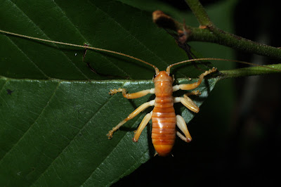 carolina leaf roller