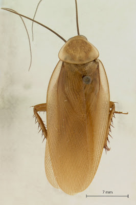 Parcoblatta lata