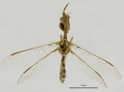 Dicromantispa sayi