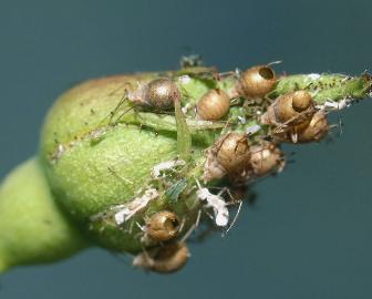 Aphid mummies