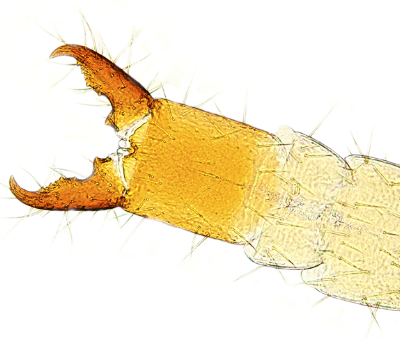 Japygidae cerci
