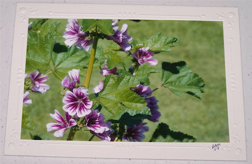 hollyhock