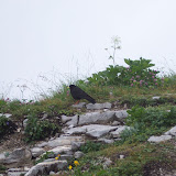 Fågel på toppen av Kehlstein